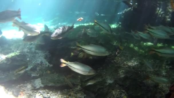 Fischschwärme Tolle Landschaft Triste Fluss Nobres Mato Grosso Brasilien Tolle — Stockvideo