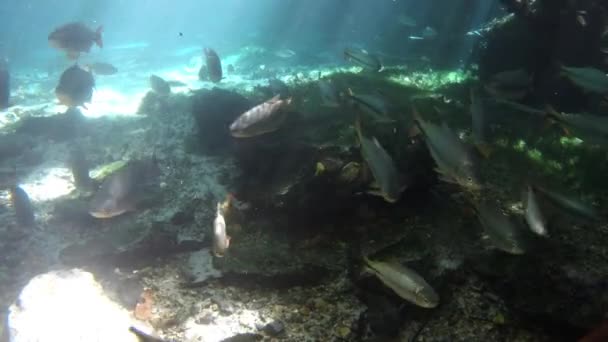 Balık Sürüsü Harika Bir Manzara Triste Nehri Nobres Mato Grosso — Stok video