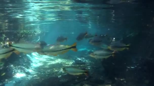 魚のショール 素晴らしい風景 トリステ川 ノブレス マトグロッソ ブラジル 素晴らしい風景 水中シーン — ストック動画