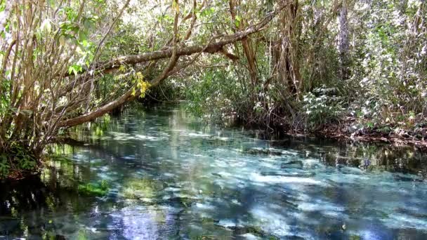 Shoal Fishes Great Landscape Triste River Nobres Mato Grosso Brazil — Stock Video