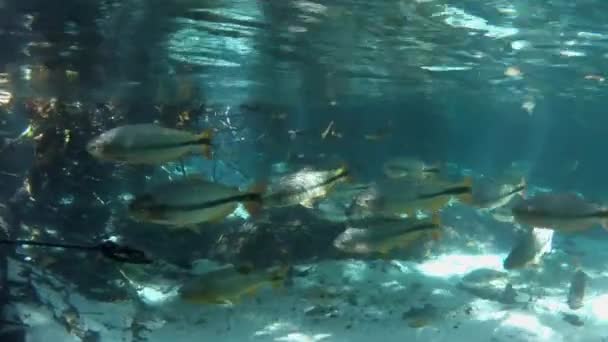 魚のショール 素晴らしい風景 トリステ川 ノブレス マトグロッソ ブラジル 素晴らしい風景 水中シーン — ストック動画