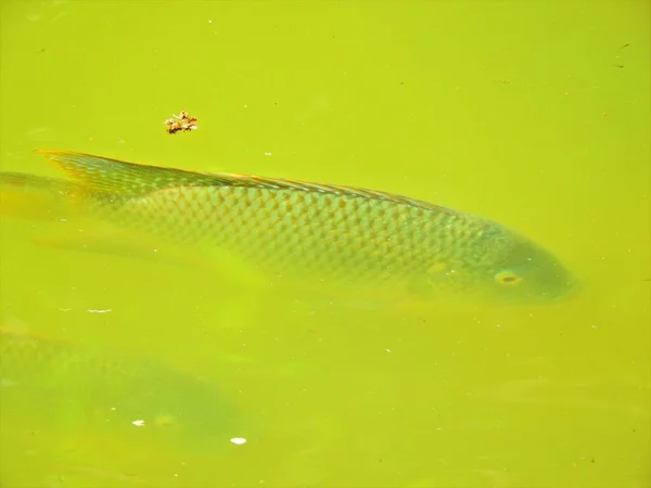 Μεγάλα Ψάρια Στη Λίμνη Υπέροχη Φυσική Σκηνή Άγρια Ζωή Σκηνή — Φωτογραφία Αρχείου