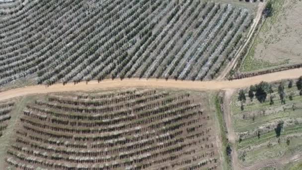 Luftaufnahme Der Landwirtschaft Feld Tolle Landschaft Landschaft Und Ländliche Szene — Stockvideo