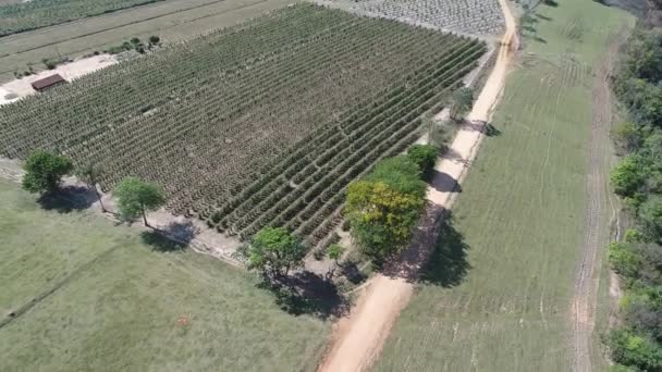 Luchtfoto Van Landbouw Geweldig Landschap Platteland Platteland — Stockvideo