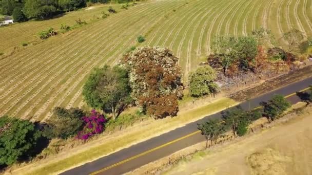Αεροφωτογραφία Του Αγροτικού Τοπίου Την Ηλιόλουστη Μέρα Αγροτικό Τοπίο Υπέροχη — Αρχείο Βίντεο