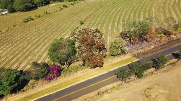 Luchtfoto Van Het Landelijke Landschap Zonnige Dag Landelijk Landschap Geweldig — Stockvideo