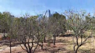 Brezilya 'daki Sao Paulo Park Do Povo' da. Doğa Park Peyzajı. Şehir merkezi manzarası. Highrise Binaları. Brezilya 'daki Sao Paulo Park Do Povo' da. Finans Bölgesi. Sao Paulo Brezilya.