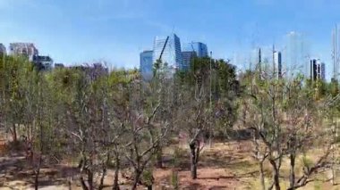 Brezilya 'daki Sao Paulo Park Do Povo' da. Doğa Park Peyzajı. Şehir merkezi manzarası. Highrise Binaları. Brezilya 'daki Sao Paulo Park Do Povo' da. Finans Bölgesi. Sao Paulo Brezilya.