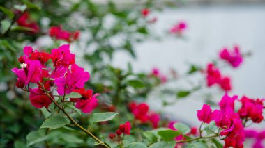 Daha Fazla Çiçeği Olan Bir Çalıdan Pembe Çiçekler ve Arkaplanda Gri Duvar