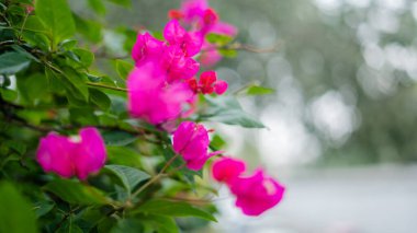 Arkaplanda Ağaçları Olan Çalılardan Pembe Çiçekler