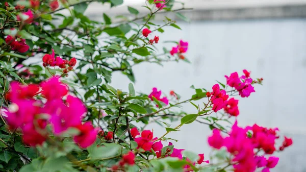 Arkaplanda Gri Duvarlı Bir Çalıdan Pembe Çiçekler