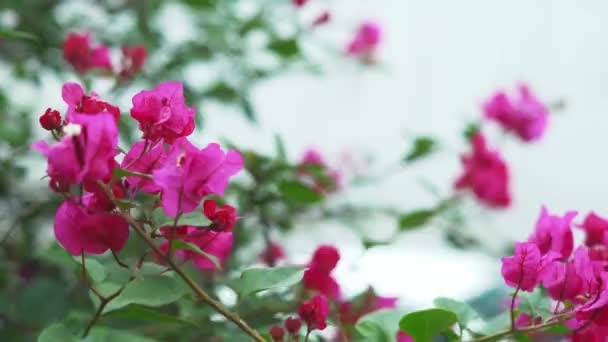 4K-Ansicht rosafarbener Blumen von einem Baum, der sich im Wind bewegt — Stockvideo