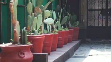 Kırmızı Kaktüslerdeki Kaktüslerin 4K Yan Görüntüsü