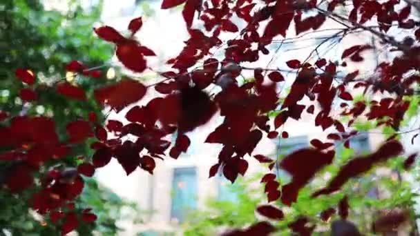 Rode bladeren met een wazig gebouw en bomen als achtergrond — Stockvideo