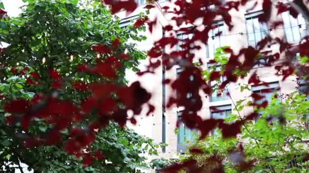 Hojas rojas con un edificio borroso y árboles como fondo — Vídeos de Stock