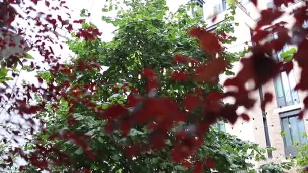 Verschwommene rote Blätter mit einem Baum im Hintergrund — Stockvideo