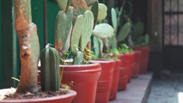 Vista 4K de uma fileira de Cacti em vasos vermelhos — Vídeo de Stock