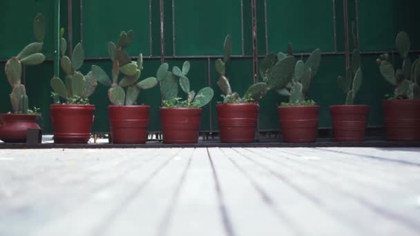 4K Ground level View of a Row of Cacti in Red Pots — Stock Video