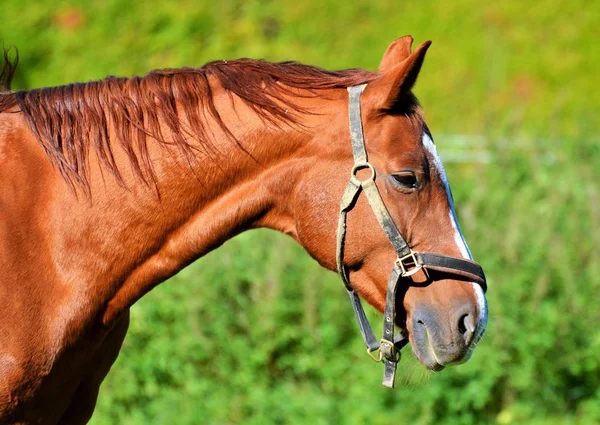 The world of animals is very diverse from simple single-celled organisms to huge organisms with a complex nervous system on the planet according to various estimates one and a half to two million species of different animals