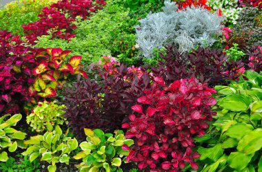 Coleus, Canna, Hosta, Begonia, Fuchsia, sineraria bahçede.