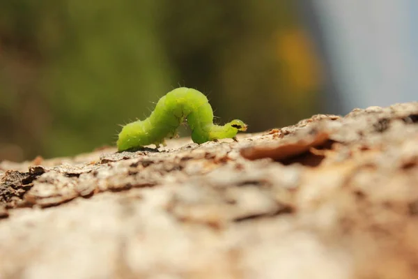 Маленький Живий Світ Гусениць — стокове фото
