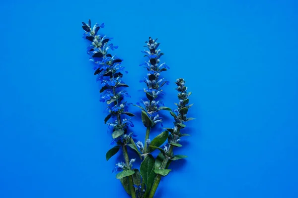 Цветы Голубого Леса Ajuga Reptans Голубом Фоне — стоковое фото