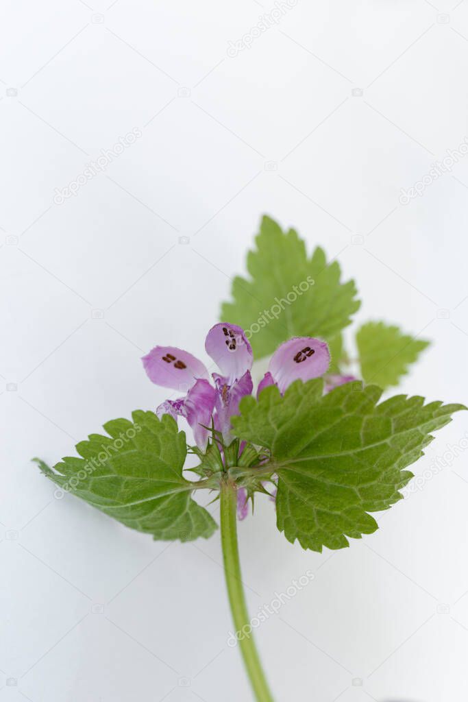 Lamium purpureum. reverse side of the flower. stamens and seeds. bottom view. the back of the flower