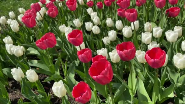 Zblízka Červené Bílé Tulipány Houpající Větru Parku Kvetou Tulipány Tulipány — Stock video