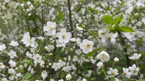 Kwitnąca Gałąź Zielonymi Liśćmi Delikatne Kwiaty Kołyszące Się Przy Lekkim — Wideo stockowe