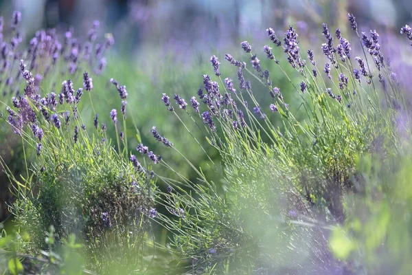 Lila Lavendel Blommor Tunna Gröna Stjälkar Suddig Bakgrund Starkt Solljus — Stockfoto