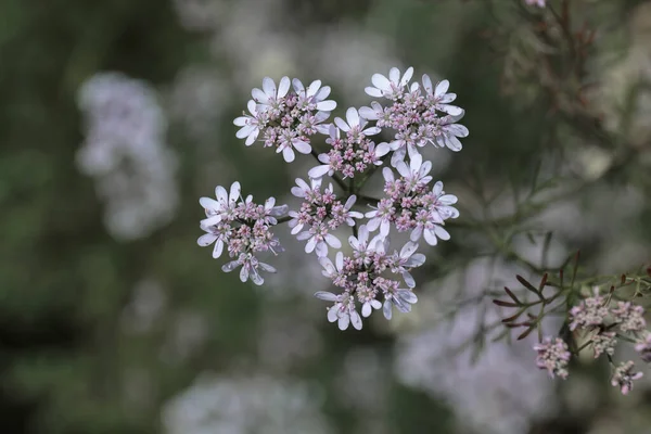 Närbild Rosa Blommor Coriandrum Sativum Koriander Stockbild