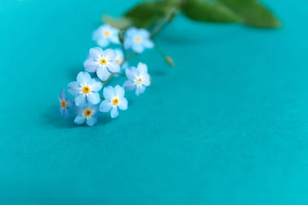Blauwe Vergeet Niet Bloemen Een Azuurblauwe Papieren Achtergrond — Stockfoto