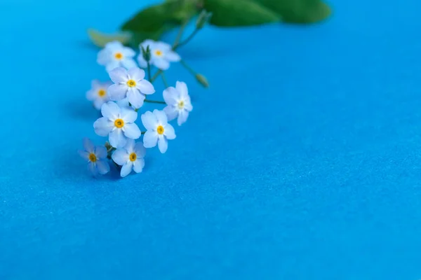 Blauw Vergeet Niet Bloemen Een Blauwe Papieren Achtergrond — Stockfoto