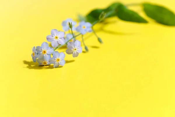 Blauwe Vergeet Niet Bloemen Met Groene Bladeren Een Felgele Papieren — Stockfoto