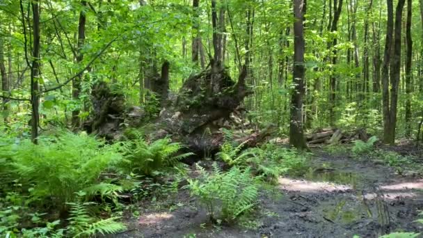 Duży Korzeń Upadłego Drzewa Lesie Zielona Paproć Wśród Drzew Ziemia — Wideo stockowe