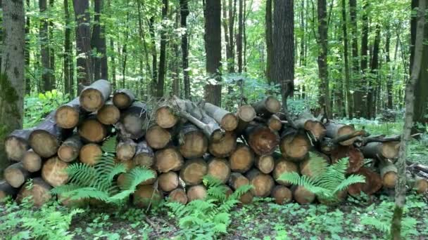 Troncos Árvores Serradas São Empilhados Floresta Preventiva Derrubada Árvores Infectadas — Vídeo de Stock