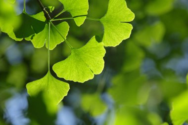 Ginkgo biloba ağacı. Yakın plan: parlak ışıklı yeşil yapraklar bulanık bir arka plan ve mavi bir gökyüzü