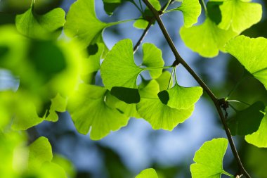 Ginkgo biloba ağacı. Bulanık bir arkaplanı ve mavi gökyüzü olan yeşil yapraklar.