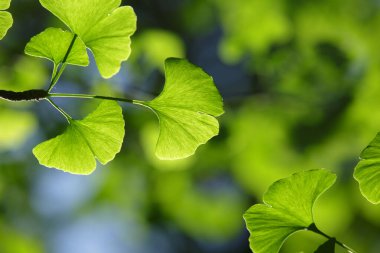 Ginkgo biloba ağacı. Parlak ışığın yeşil yaprakları ve bulanık bir arka plan.