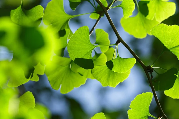 Ginkgo Biloba Grüne Blätter Hellem Licht Mit Verschwommenem Hintergrund Und — Stockfoto