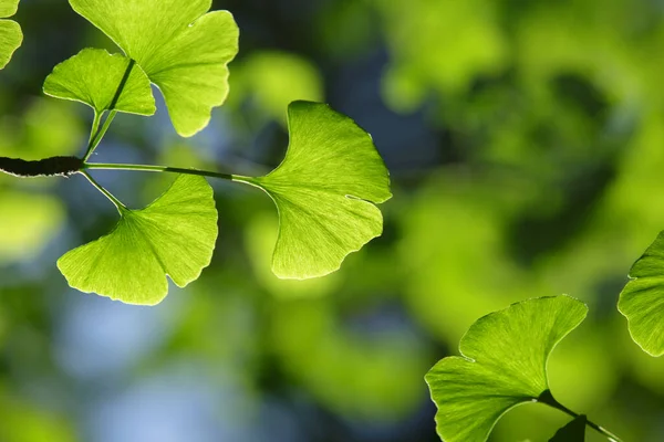 Árbol Ginkgo Biloba Hojas Verdes Iluminación Brillante Con Fondo Borroso — Foto de Stock