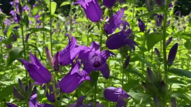 Mavi Campanula çiçekleri rüzgarda sallanıyor güneş ışığında