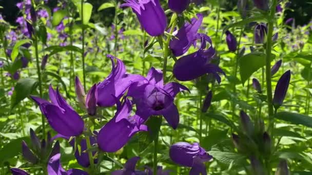 Blå Campanula Blommor Svajar Vinden Solljuset — Stockvideo