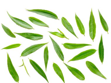 Beyaz arka planda yeşil söğüt yaprakları