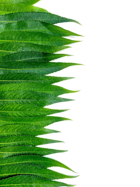 Tightly Fitting Willow Leaves White Background Space Text Vertical Image — Stock Photo, Image