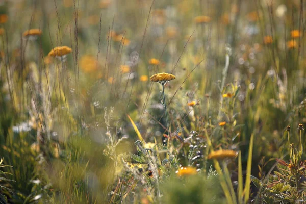 Campo Amarillo Flores Otoño Prado Entre Hierba Suave Luz Del —  Fotos de Stock