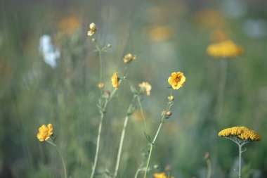 Bulanık yeşil arka planda sarı kır çiçekleri