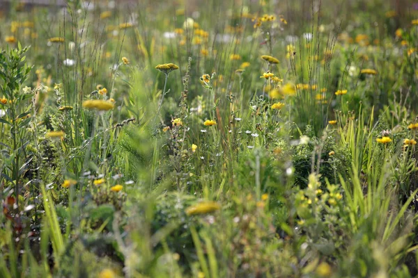 Campo Flores Amarillas Otoño Flores Silvestres Varias Hierbas Verdes Fondo — Foto de Stock