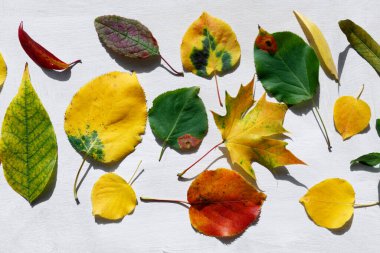 Beyaz arkaplanda sarı, turuncu ve kırmızı yapraklar var. Bitki, botanik. Farklı ağaç türlerinin yapraklarından oluşan bitki örtüsü her sırayla serilmiştir..