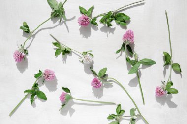 Pembe yonca. Yonca çiçekleri yeşil saplı beyaz ahşap bir yüzeye saçılmıştır.